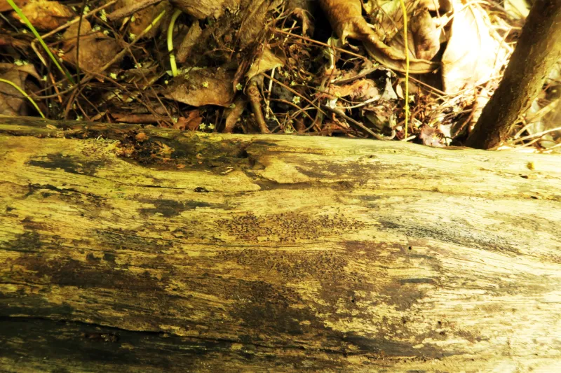 Anteaglonium abbreviatum 1 - IMG_3195